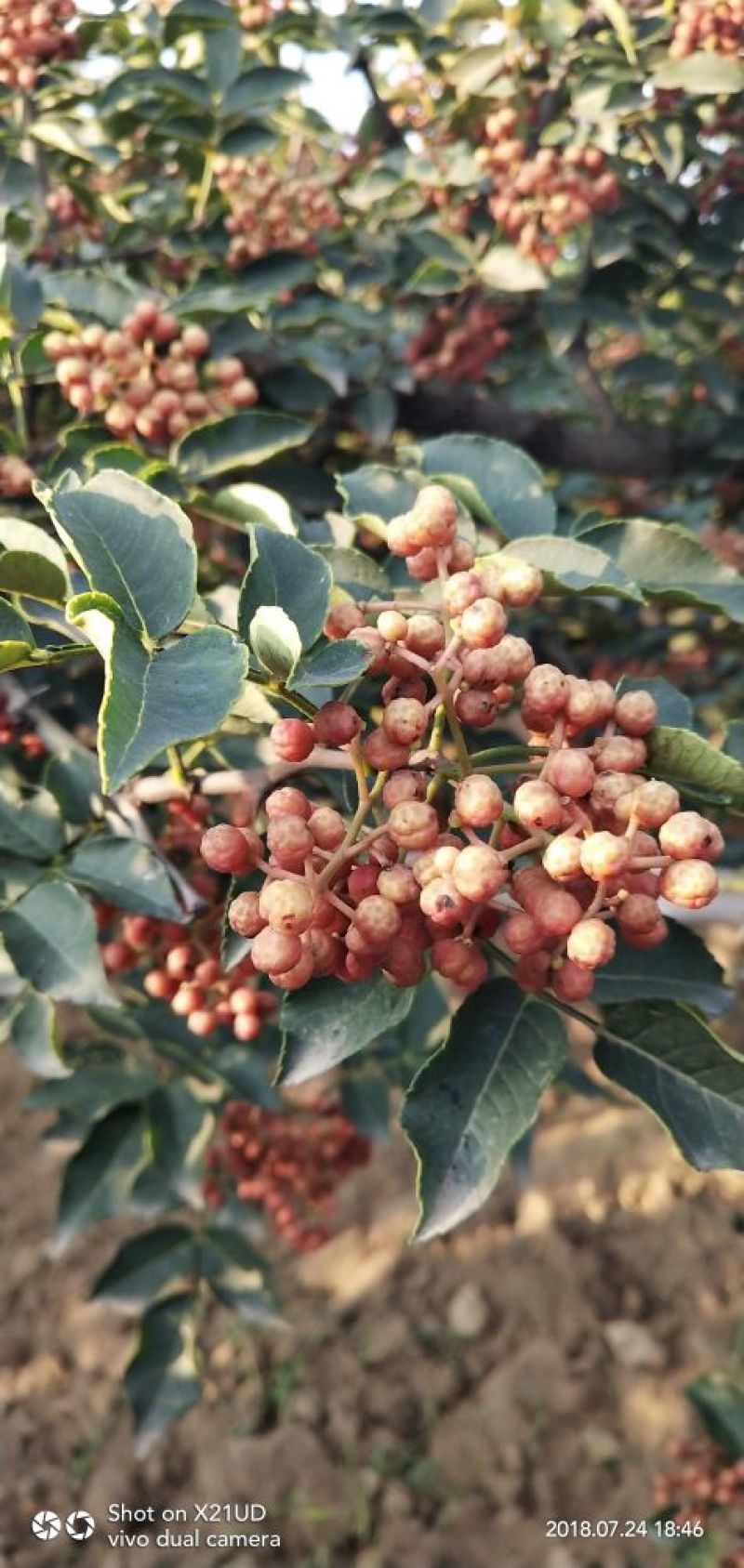 干花椒