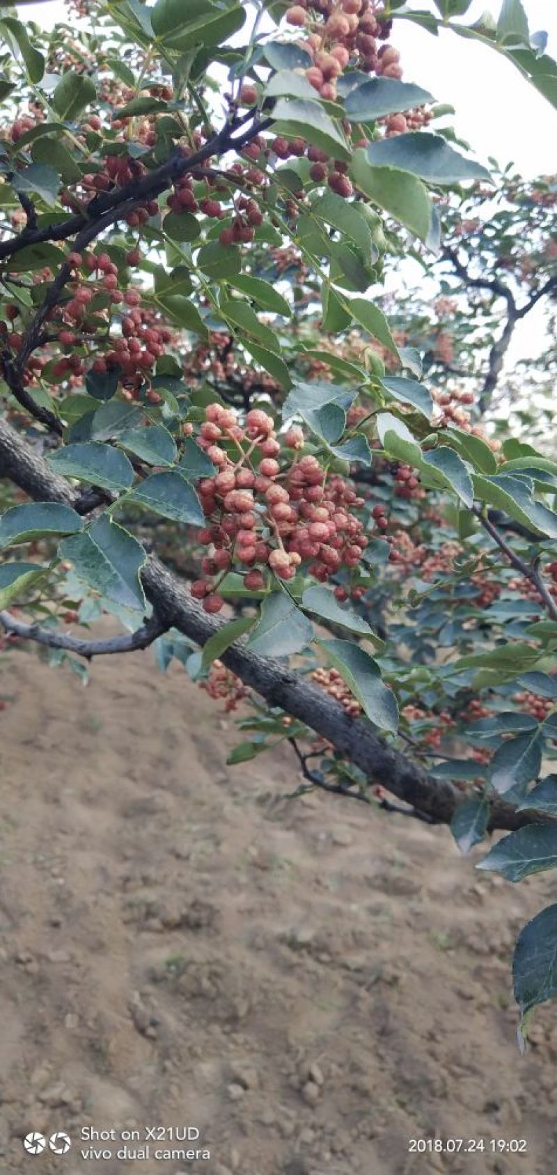 干花椒