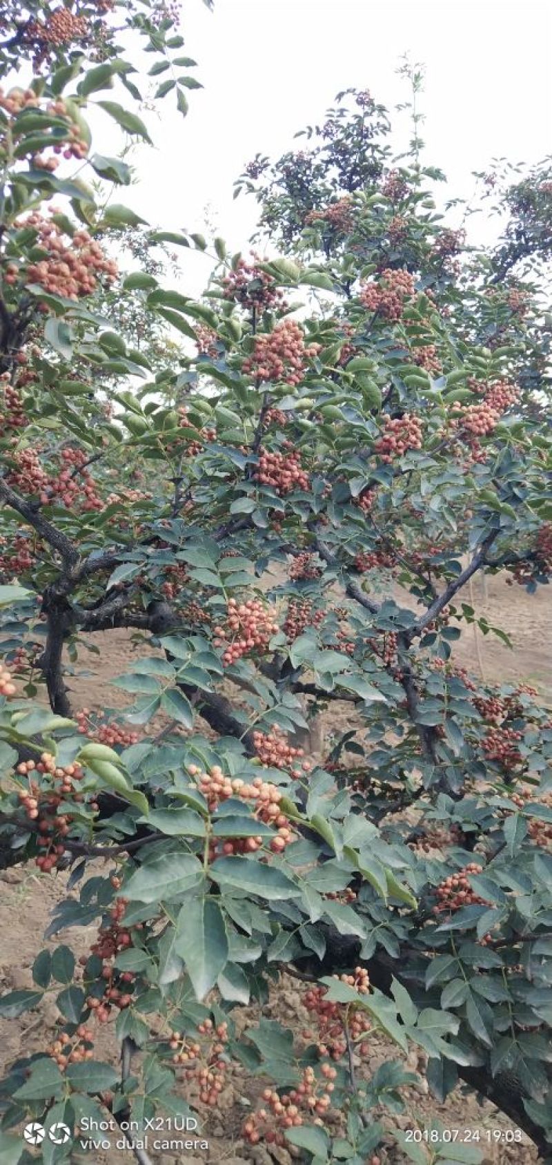 干花椒