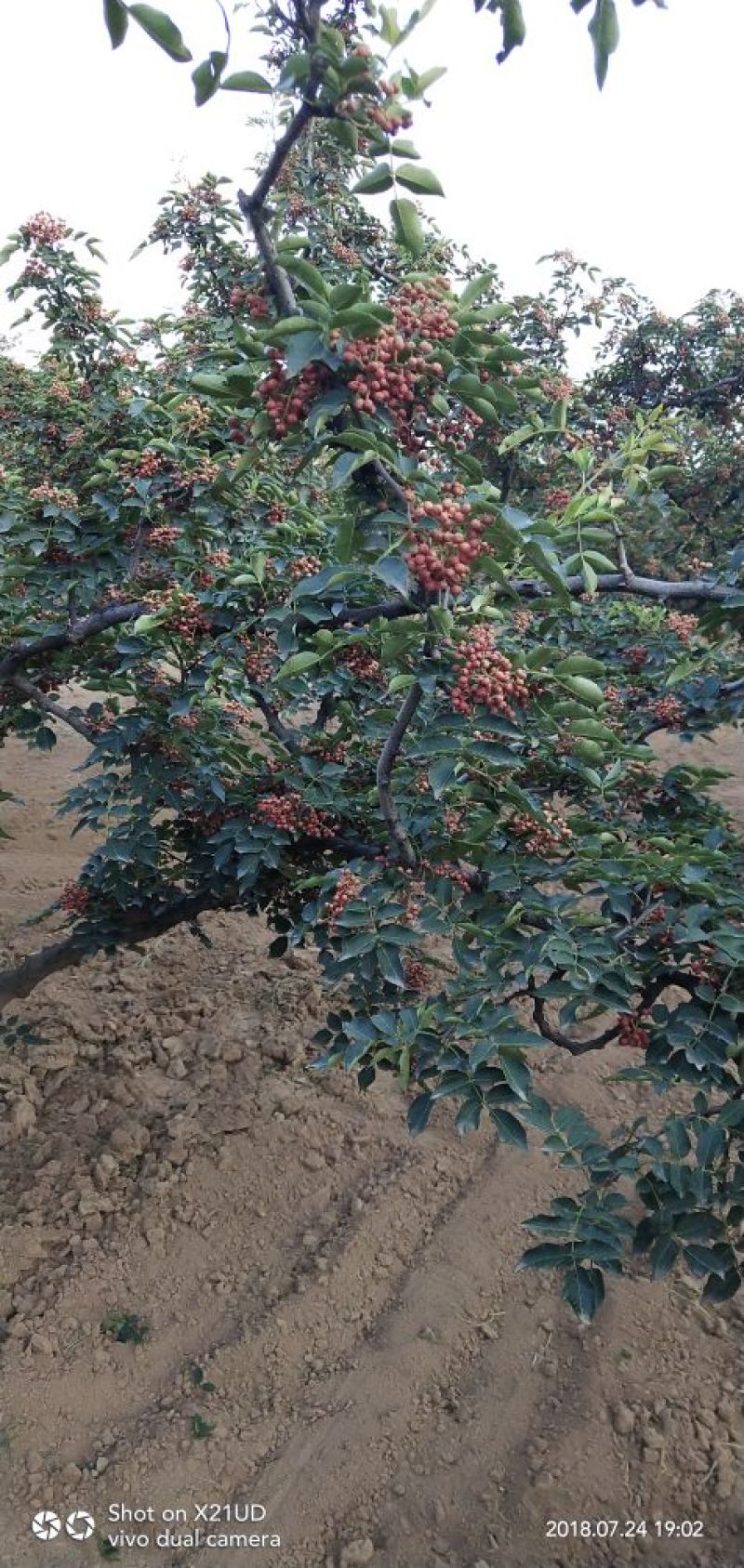 干花椒