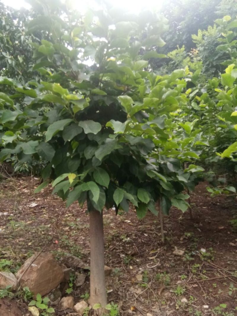 供应大小规格玉兰