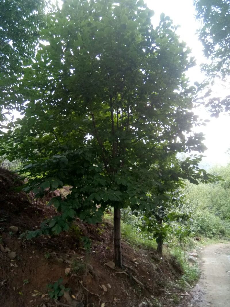供应大小规格玉兰