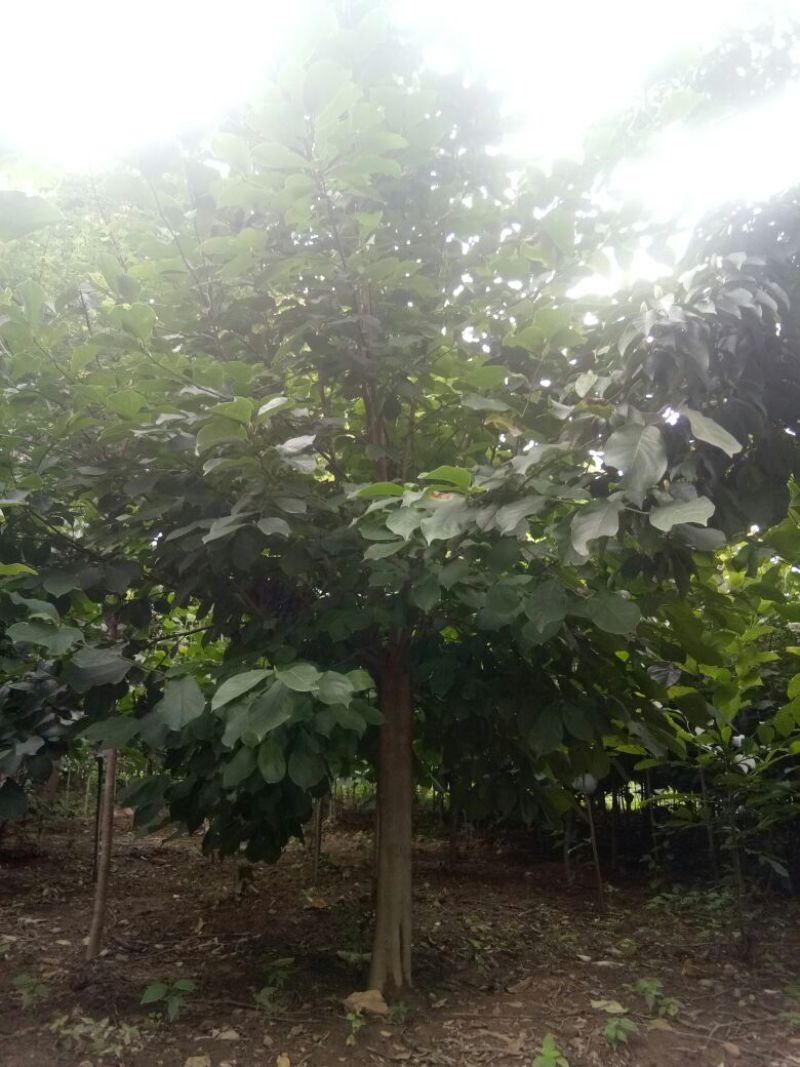 供应大小规格玉兰