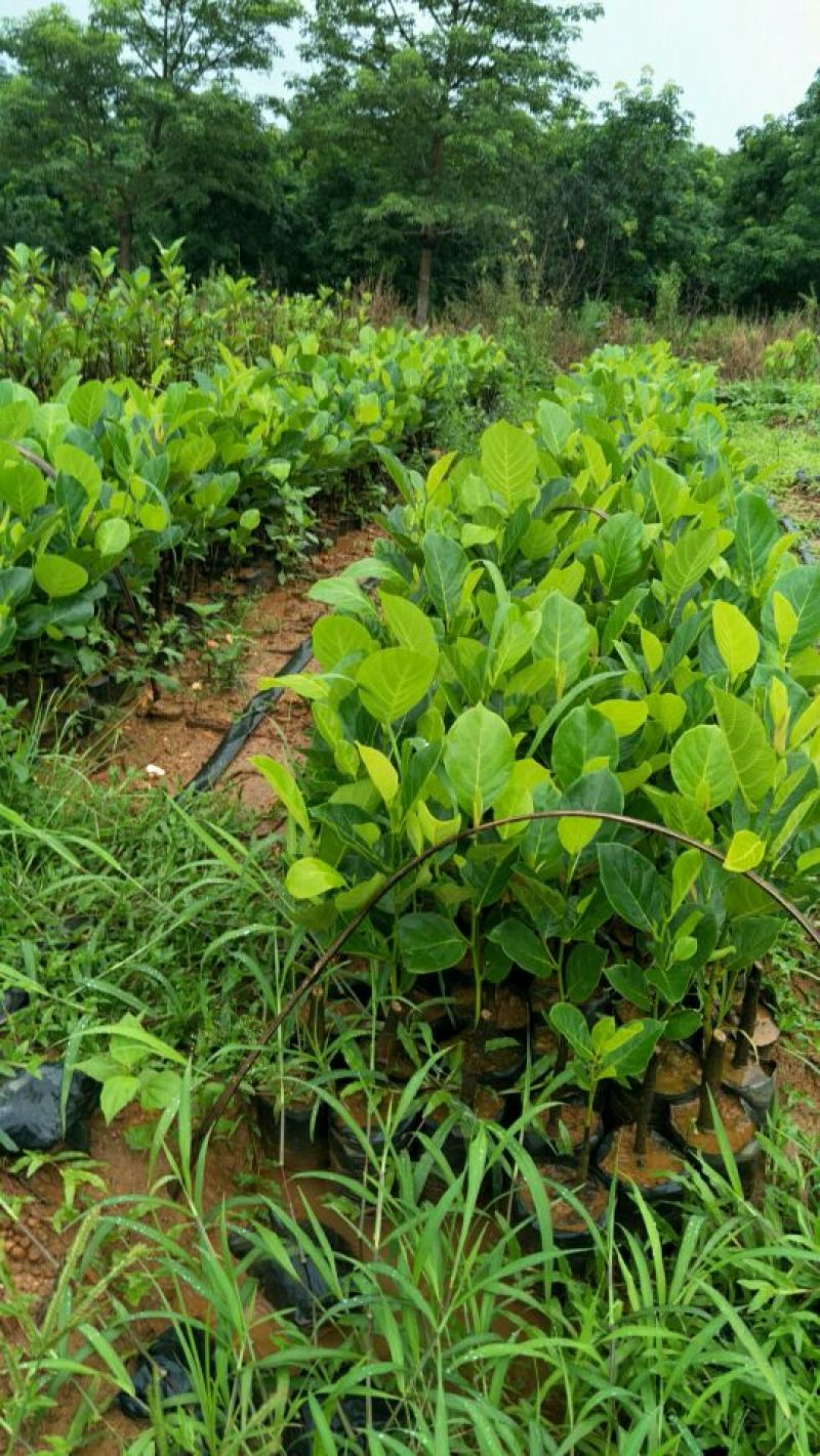 马来西亚一号菠萝蜜苗