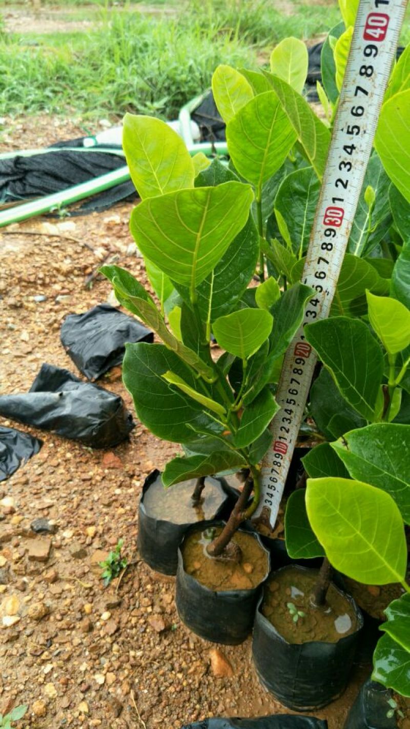 马来西亚一号菠萝蜜苗