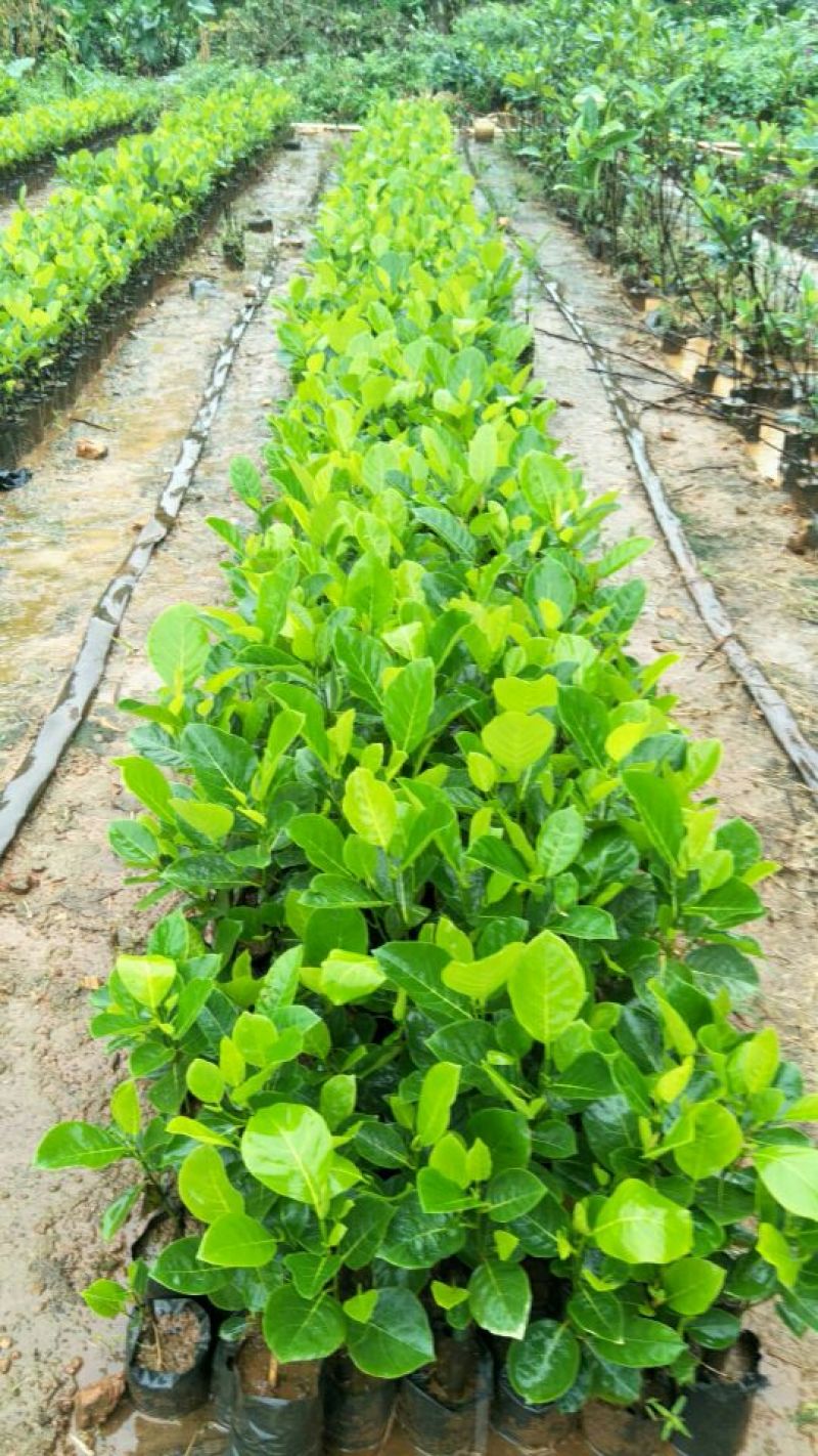 马来西亚一号菠萝蜜苗