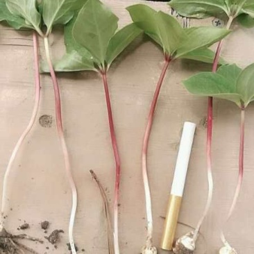 滇重楼籽育苗教种植技术