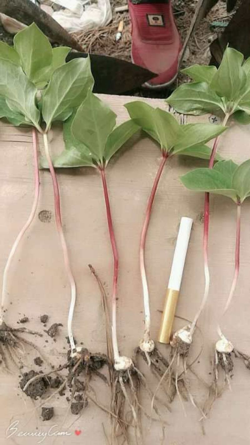滇重楼籽育苗教种植技术