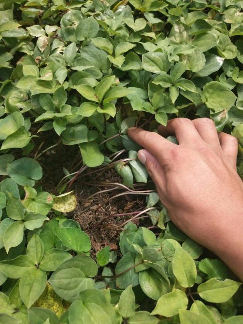 滇重楼籽育苗教种植技术