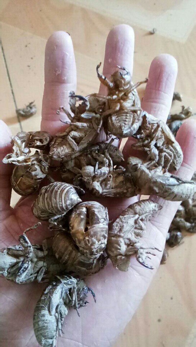蝉蜕山东产地直供大货大蝉蜕干净无土