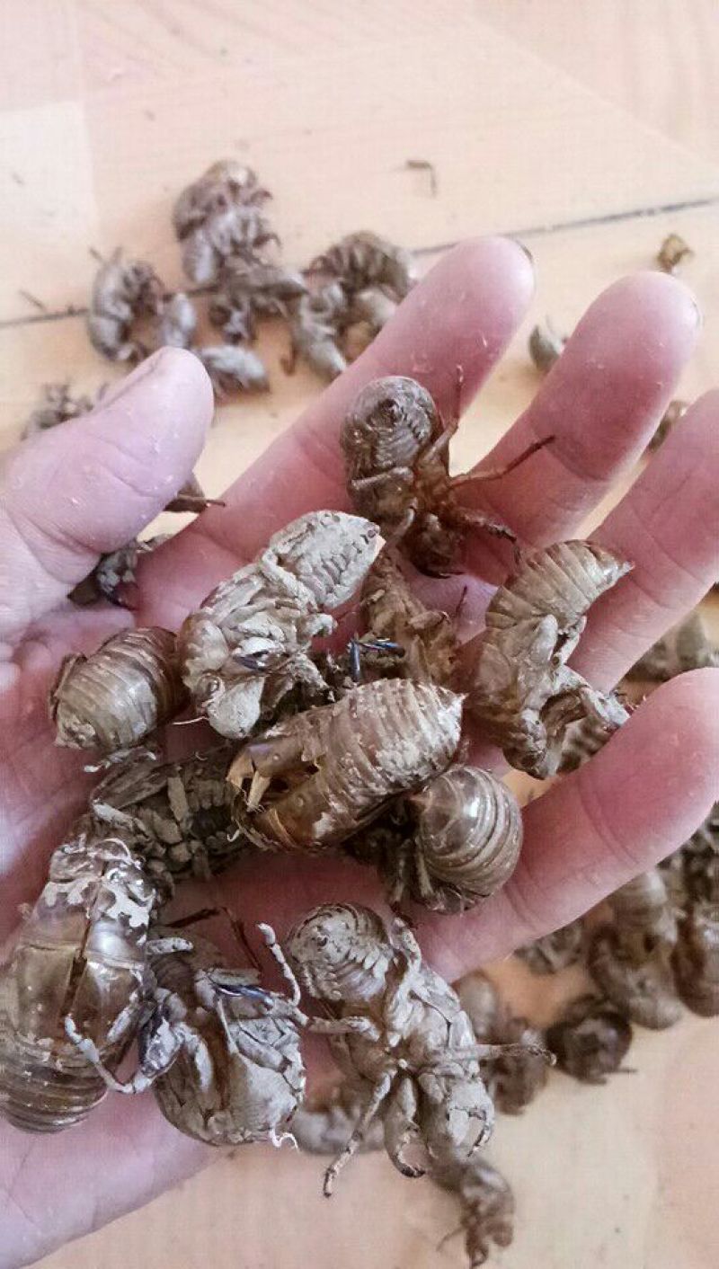 蝉蜕山东产地直供大货大蝉蜕干净无土
