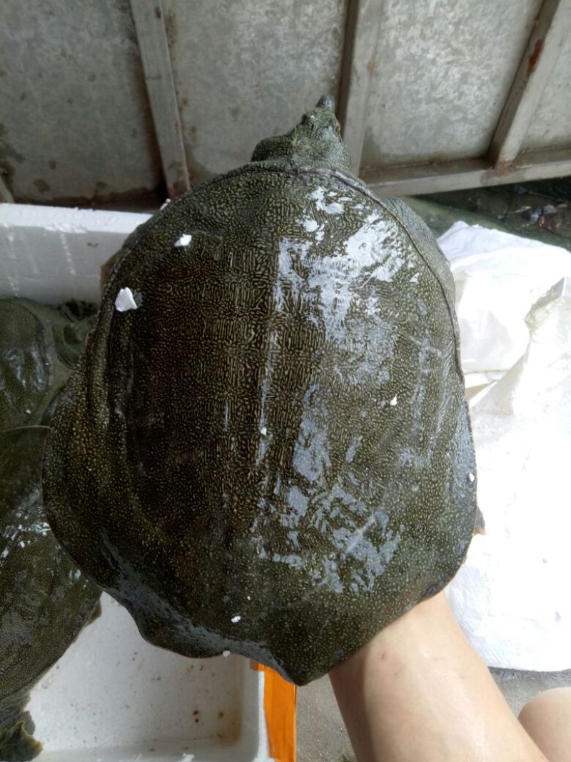 生态甲鱼2.5～3斤