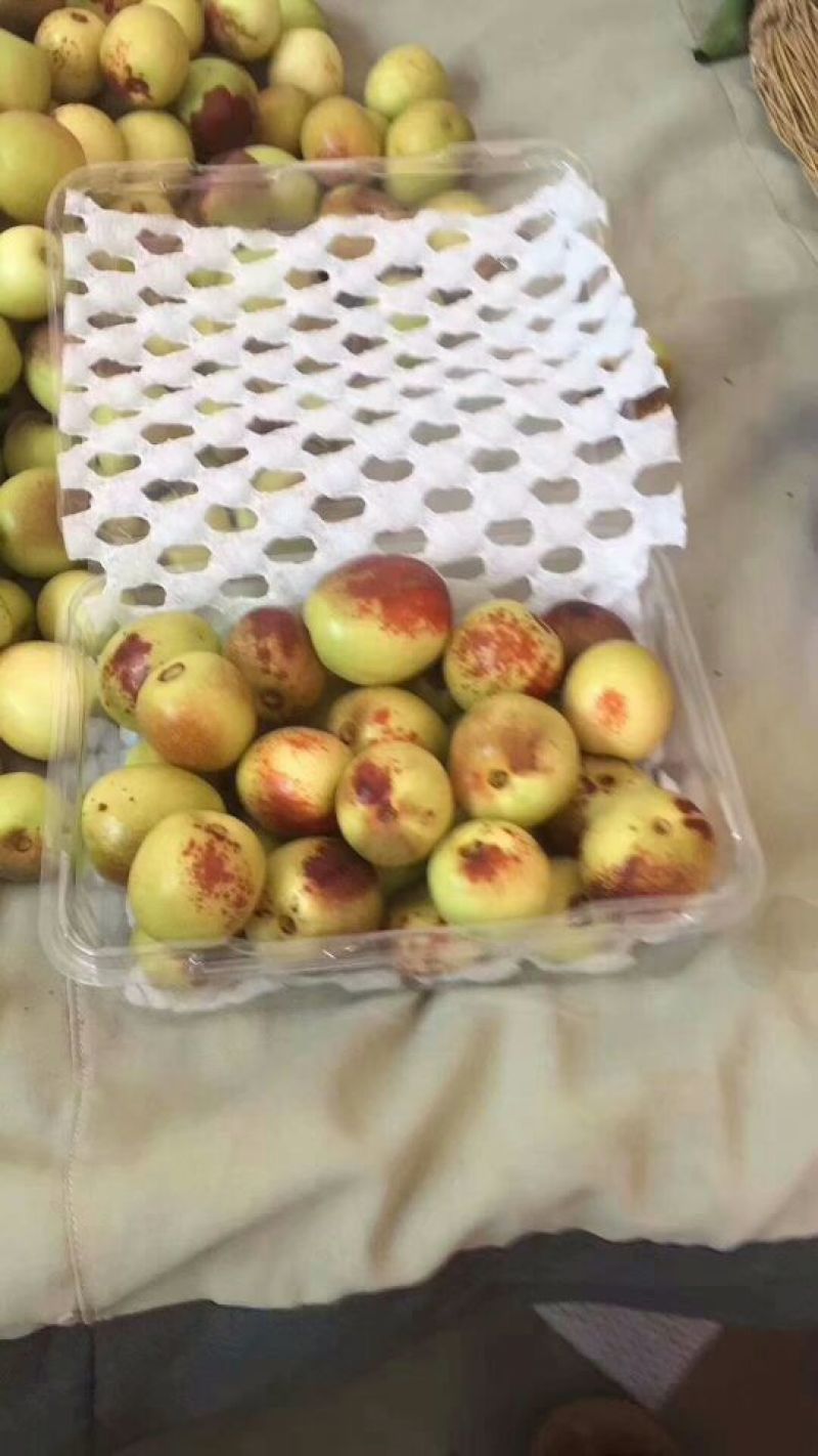 早脆王枣基地直供肉质鲜厚口感好是休闲食品