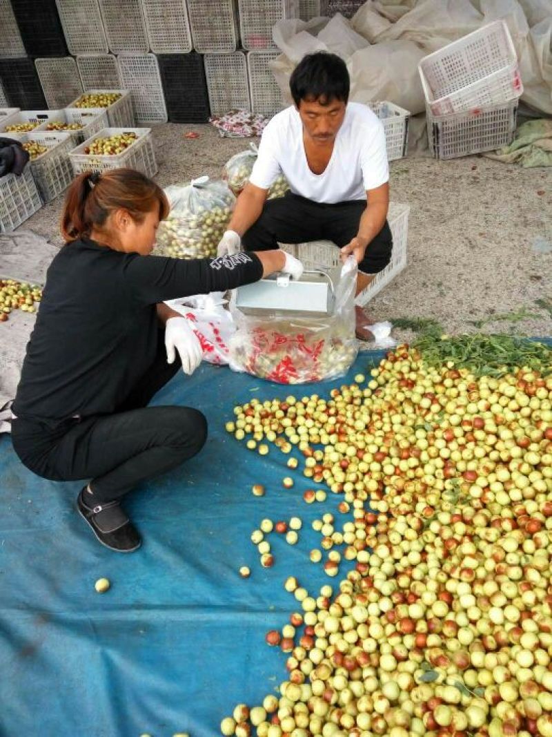 早脆王枣基地直供肉质鲜厚口感好是休闲食品