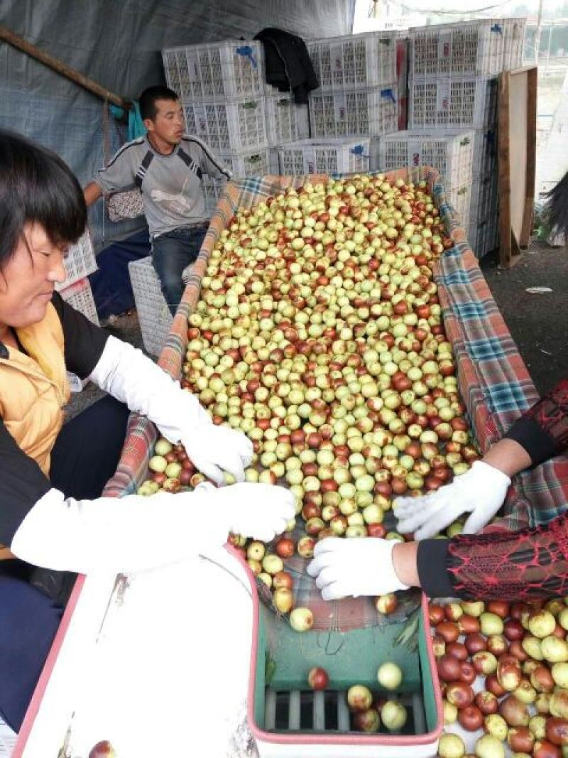 早脆王枣基地直供肉质鲜厚口感好是休闲食品