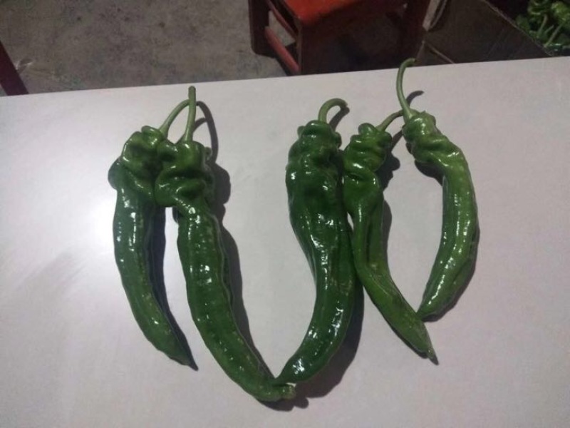 芜湖椒15~20厘米微辣青