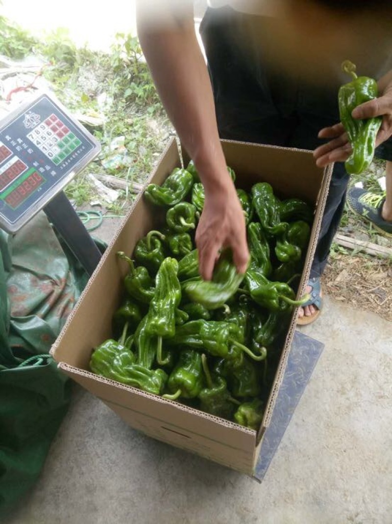 芜湖椒15~20厘米微辣青