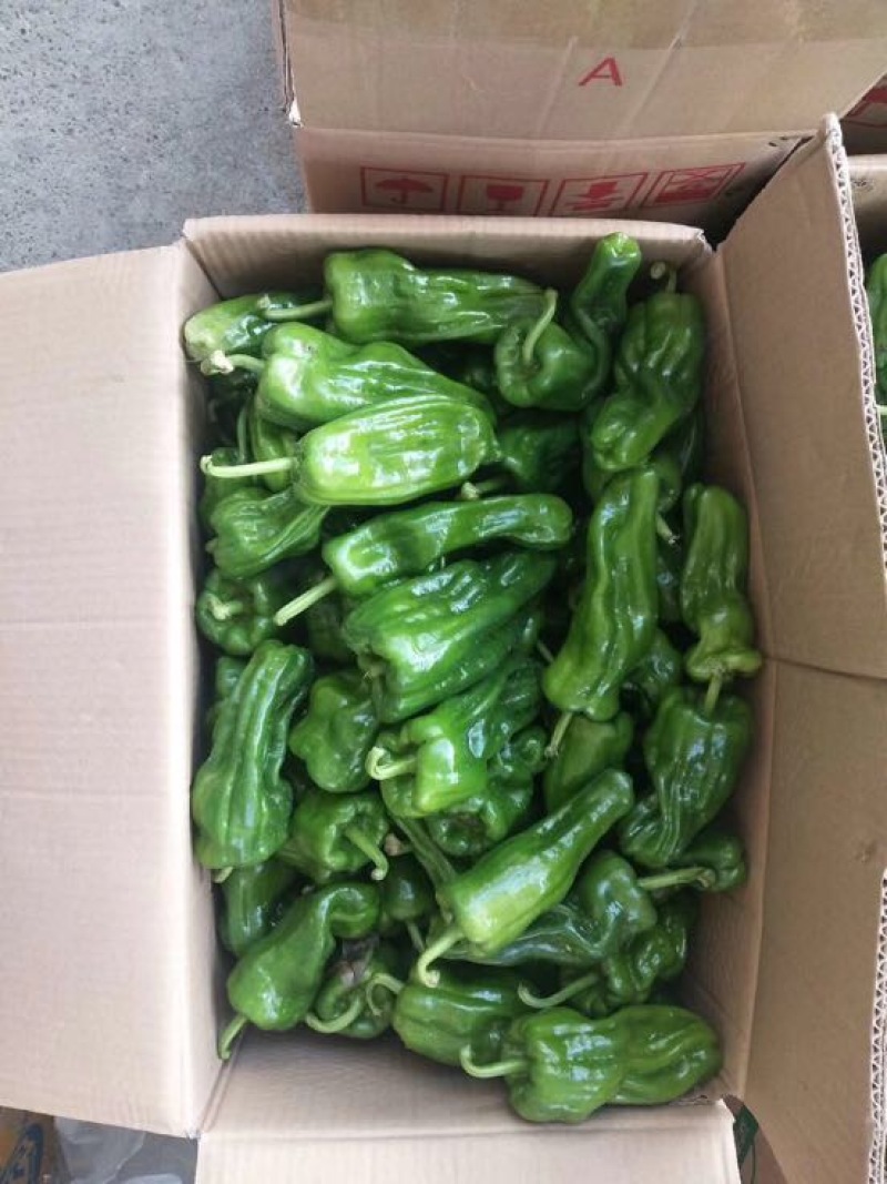 芜湖椒15~20厘米微辣青