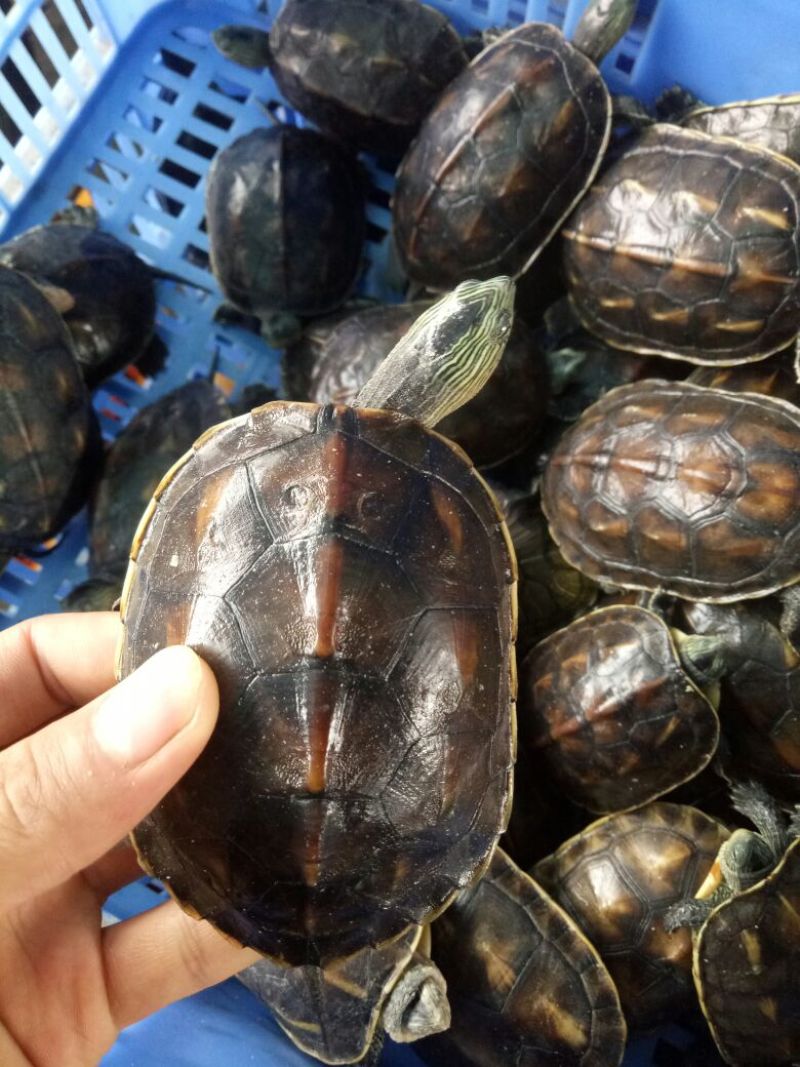 台湾草龟花龟绿线草龟苗