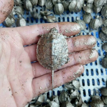 台湾草龟花龟绿线草龟苗
