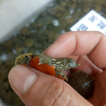 水鱼中华鳖苗甲鱼