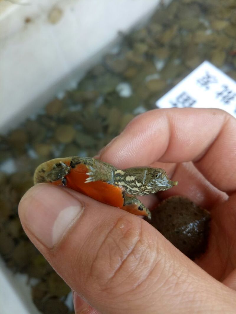 水鱼中华鳖苗甲鱼