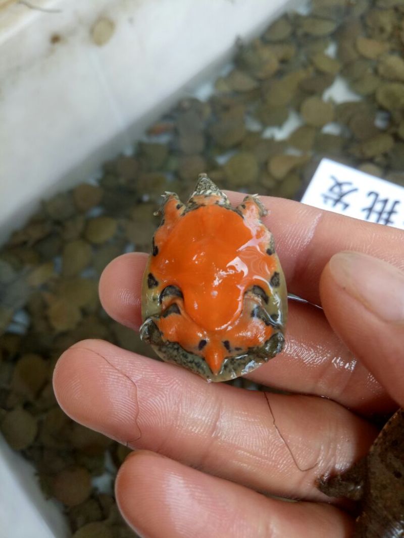 水鱼中华鳖苗甲鱼