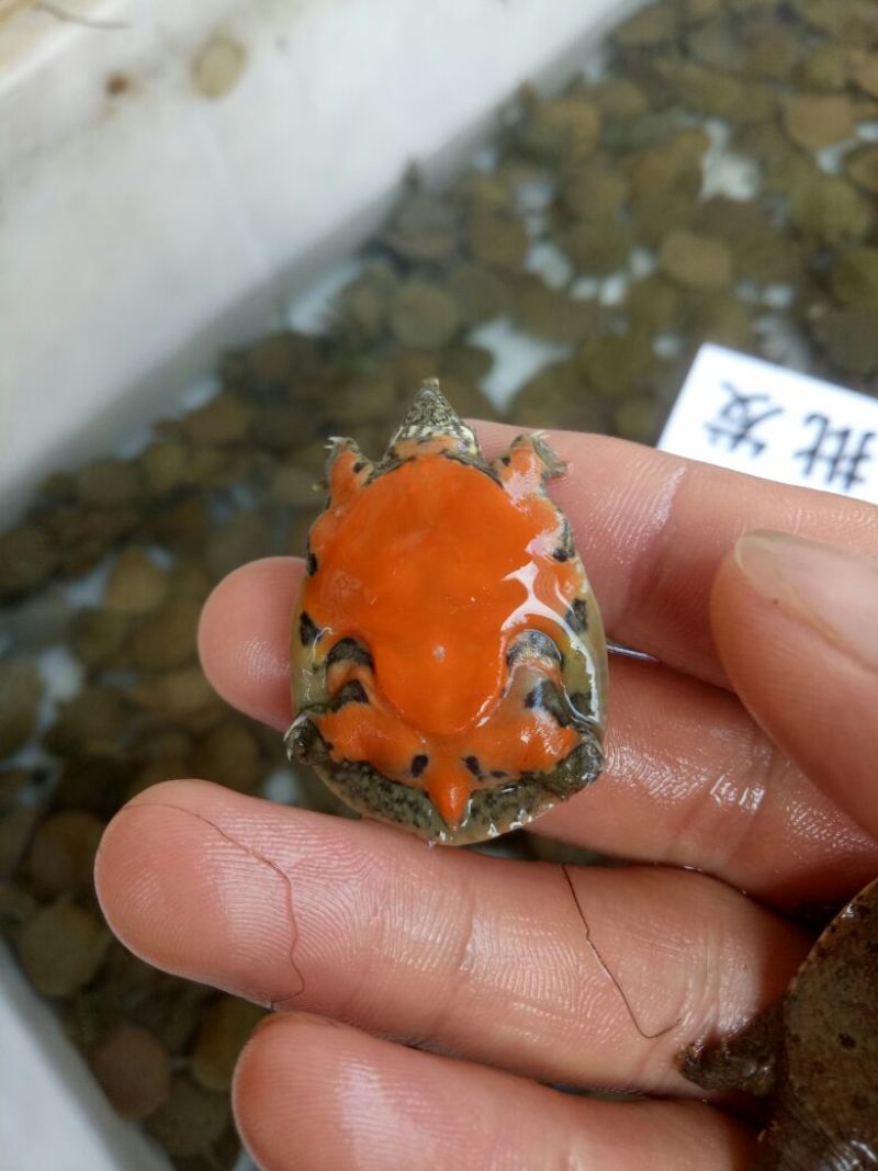 水鱼中华鳖苗甲鱼