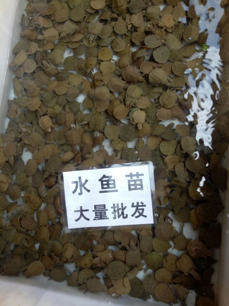 水鱼中华鳖苗甲鱼