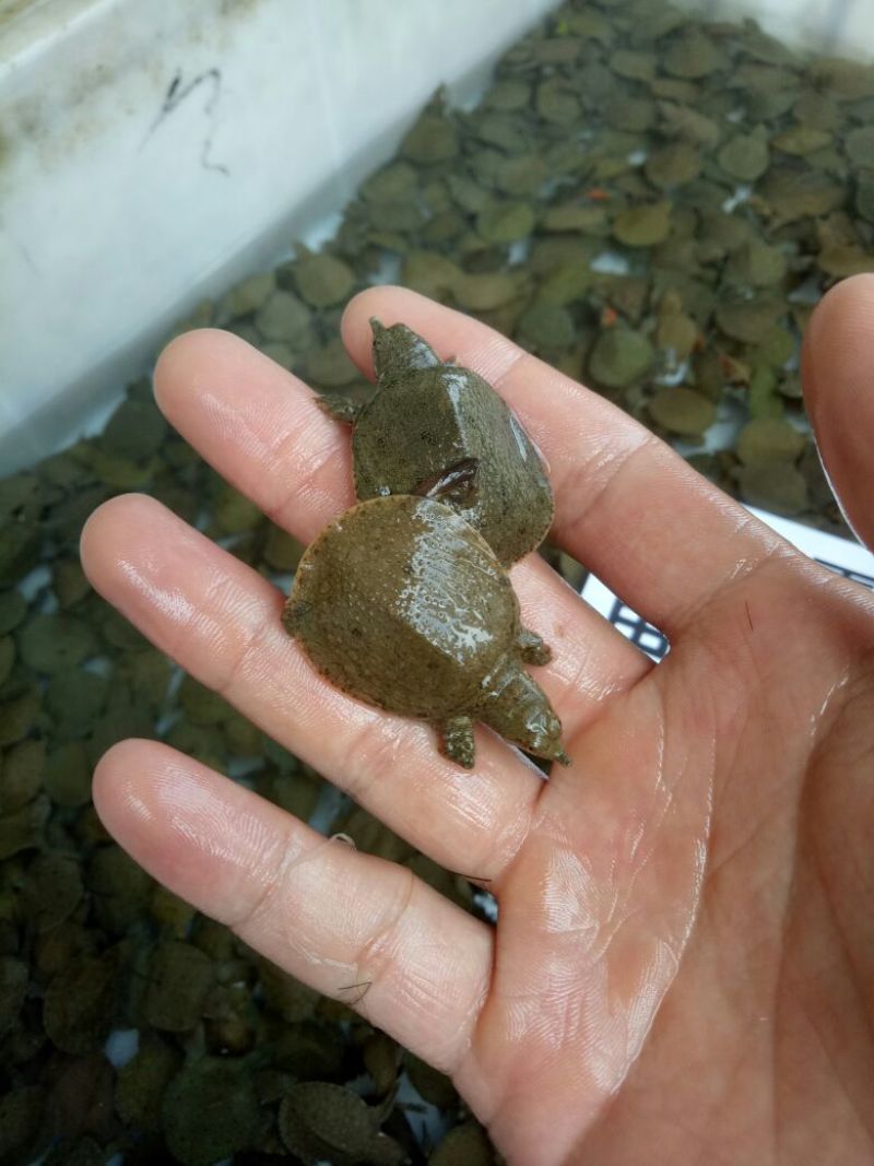 水鱼中华鳖苗甲鱼