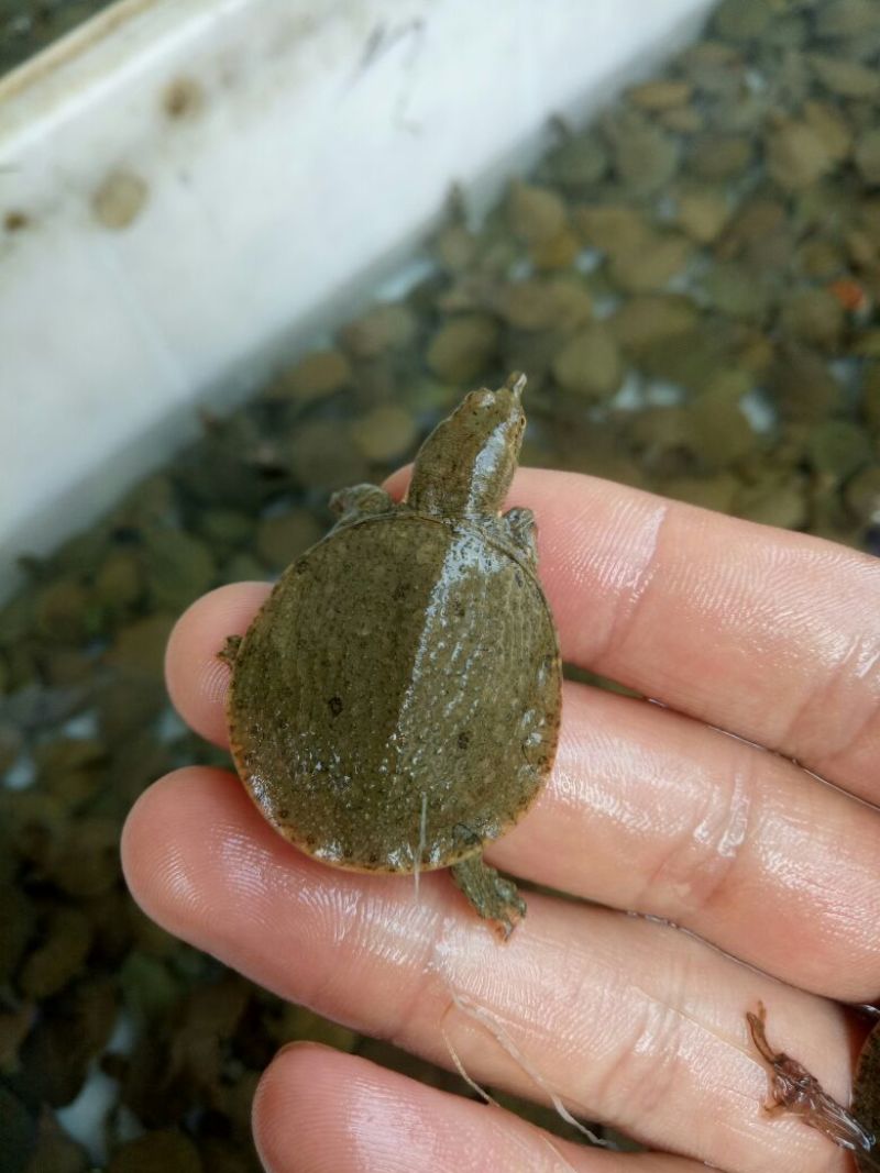 水鱼中华鳖苗甲鱼