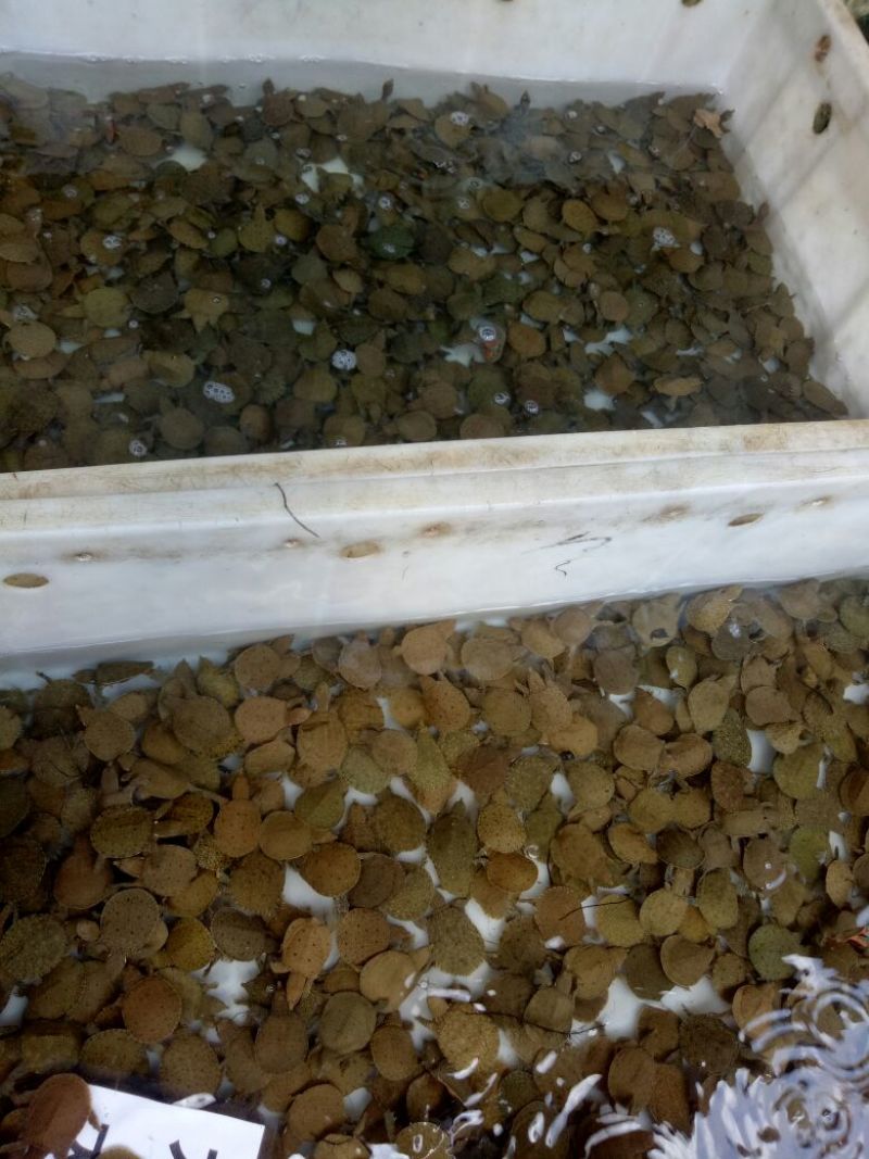 水鱼中华鳖苗甲鱼