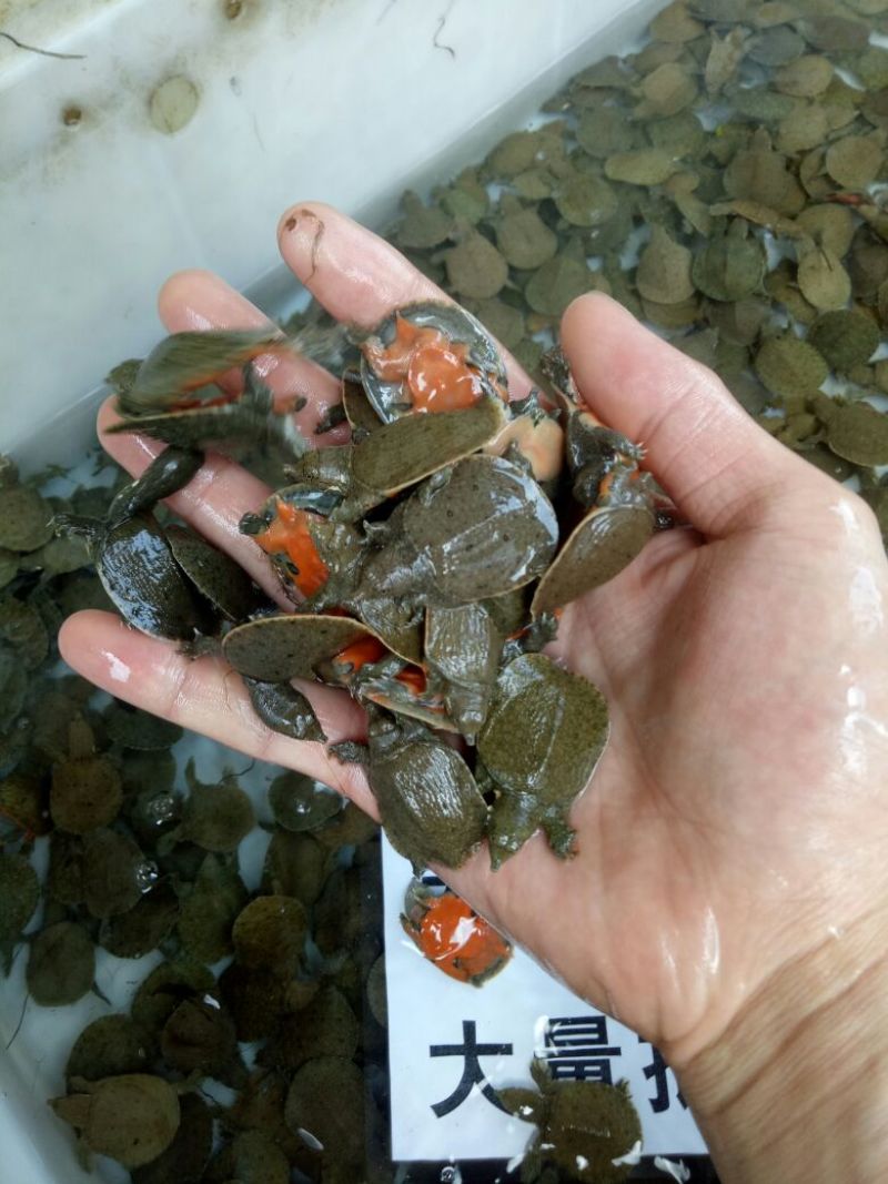 水鱼中华鳖苗甲鱼