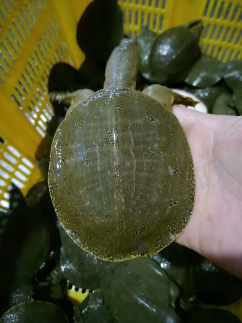 甲鱼中华鳖