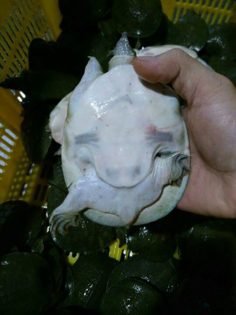 甲鱼中华鳖