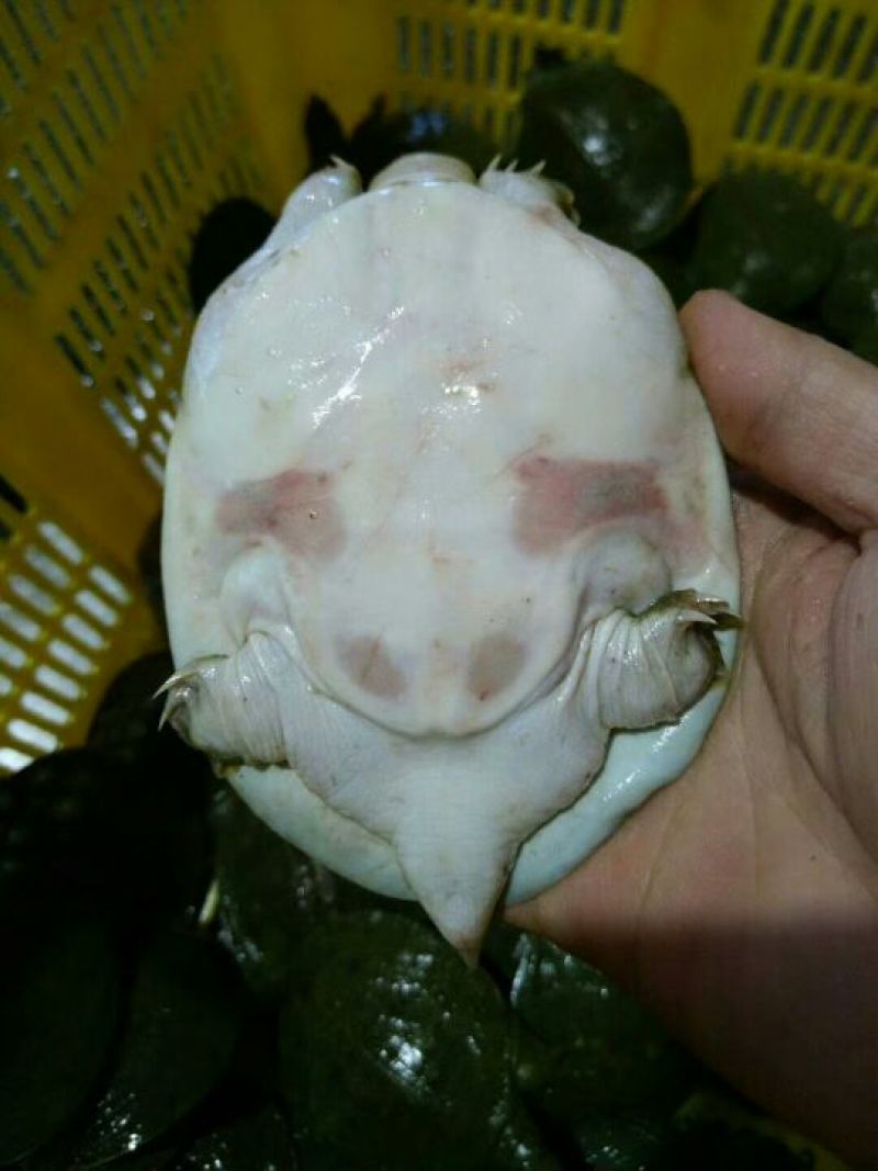 甲鱼中华鳖