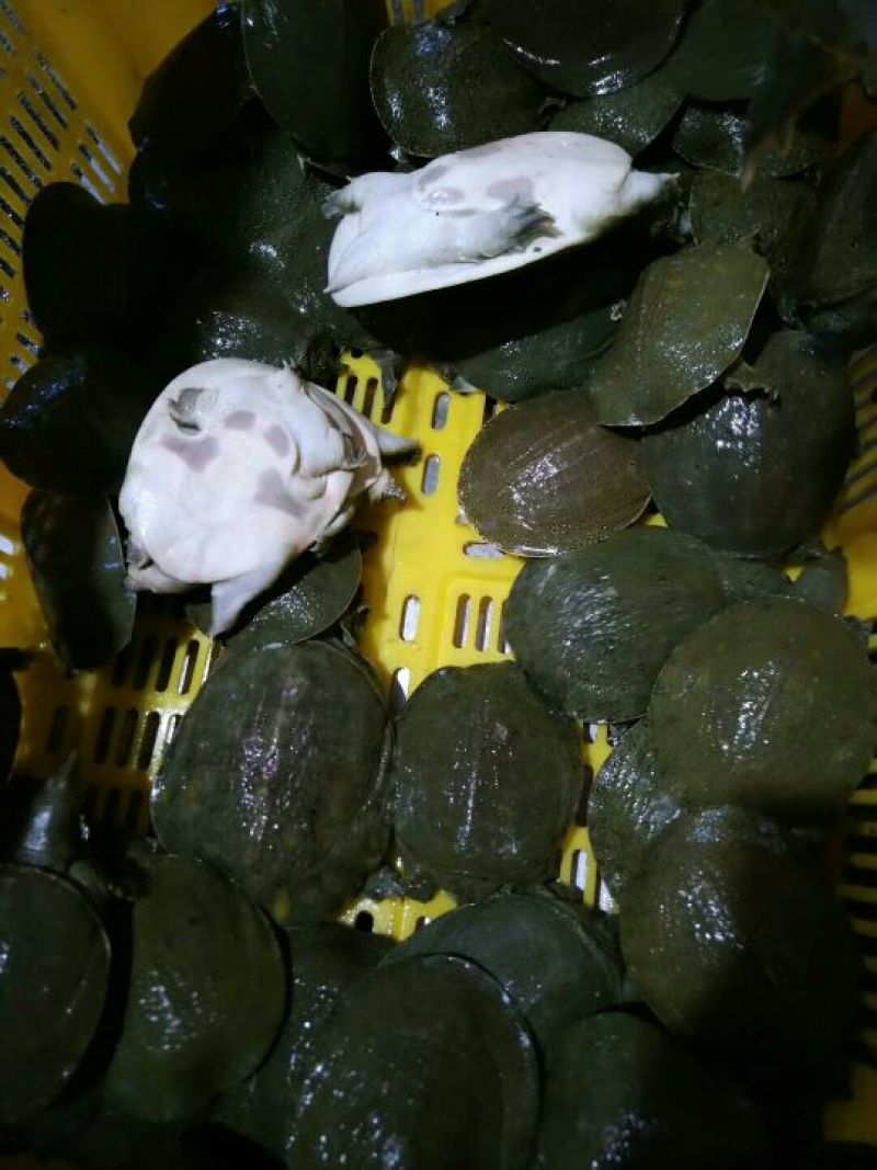 甲鱼中华鳖
