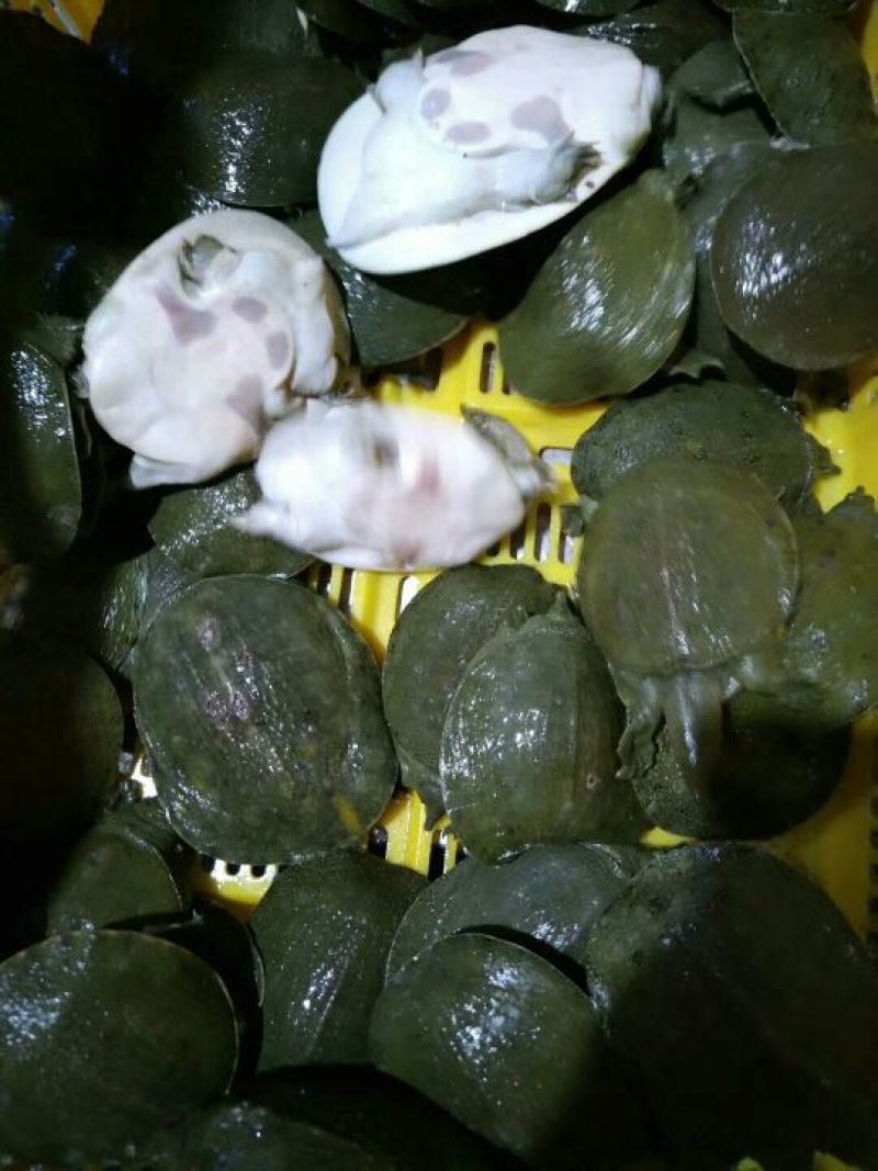 甲鱼中华鳖