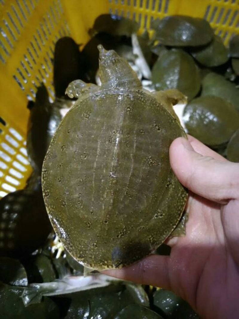 甲鱼中华鳖