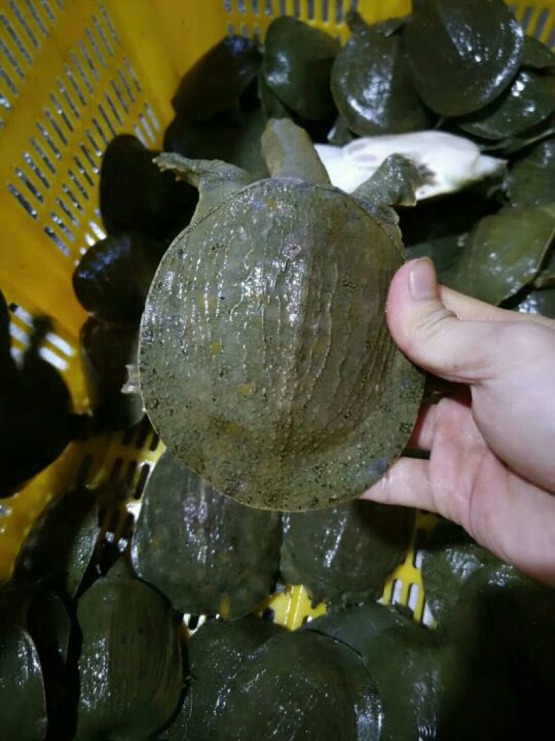 甲鱼中华鳖