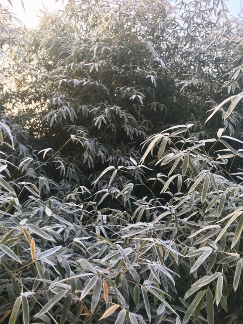 绿竹4~5m