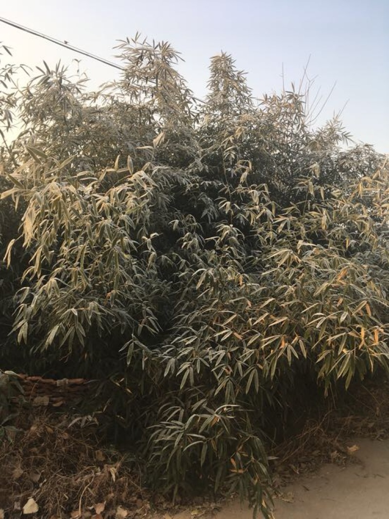 绿竹4~5m