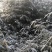 绿竹4~5m