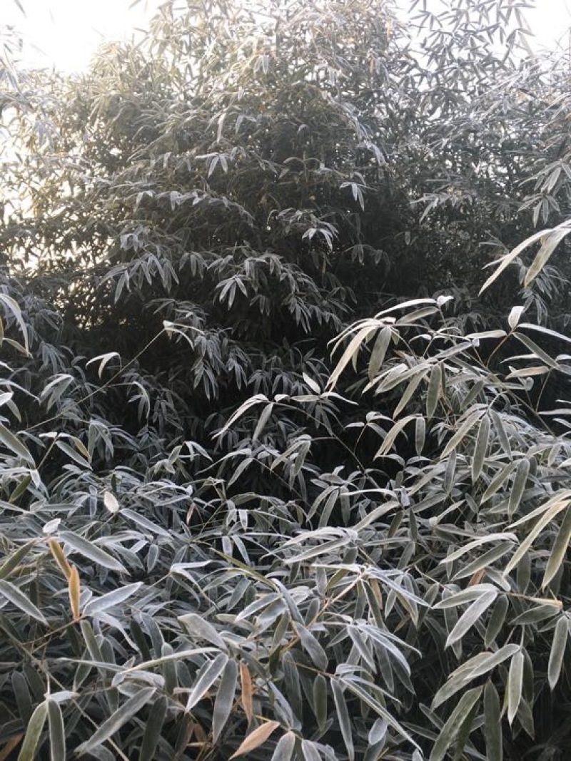 绿竹4~5m
