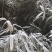 绿竹4~5m