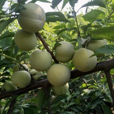 大芙蓉大量上市中秋姬李子大量上市中成熟了口感好