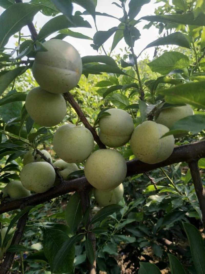 大芙蓉大量上市中秋姬李子大量上市中成熟了口感好