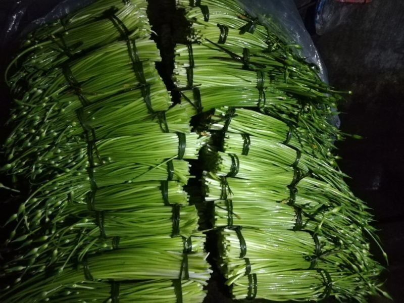 大叶韭菜苔