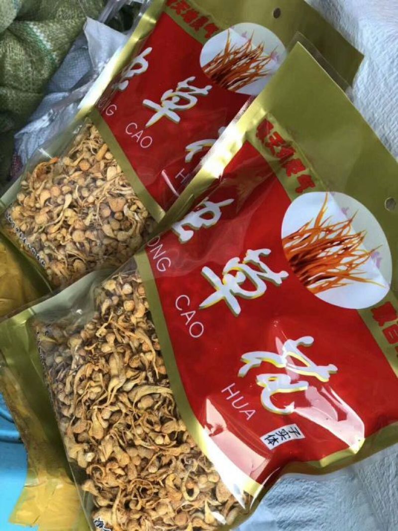 虫草花