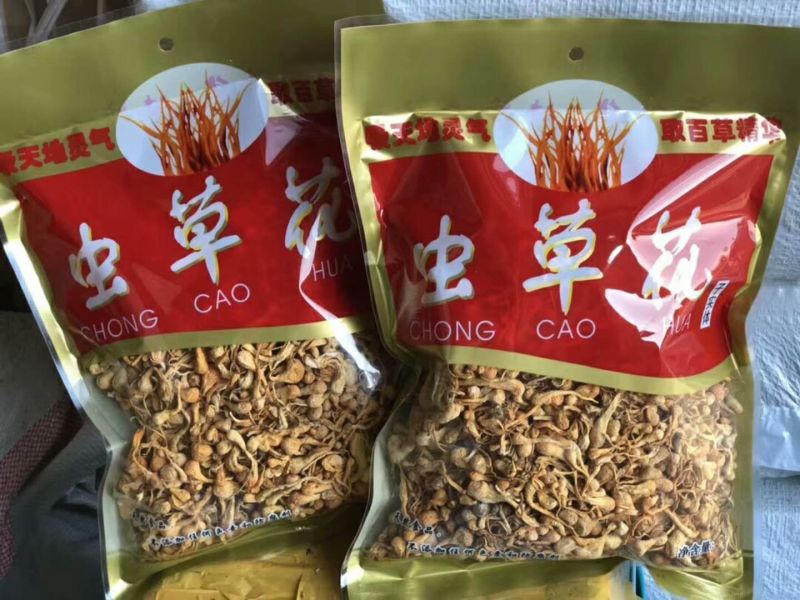 虫草花